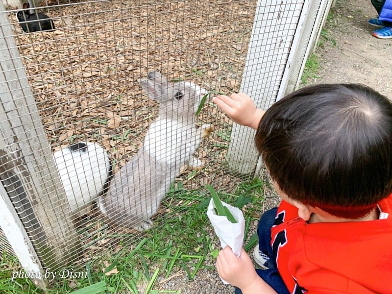 【苗栗親子景點】飛牛牧場戶外踏青野餐好去處,園地很大且各種體驗活動很有趣 - 第40張圖 2-6 S__197287968