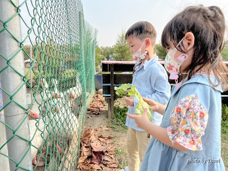 【雲林斗六景點】鵝童樂園免門票親子景點,餵鵝、溜滑梯、沙坑、旋轉天鵝、小火車遊樂設施IG打卡/菜單 - 第26張圖 S__39288865_batch